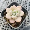 Base de planta suculenta autoproducida y autovendida al por mayor suculentas pequeñas combinación de flores plantas en maceta plantas carnosas Lithops Haworthia