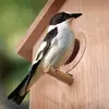 Nido de pájaro para exteriores transfronterizo comedero para pájaros villa decoración de ventana de jardín con ventosa nido de pájaro Casa para pájaros nido de pájaro de plástico