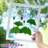 Marco de Fotos Transparente de Doble Cara DIY Hecho a Mano con Relieve de Hoja Exhibición de Especímenes de Plantas Flores Secas Marco de Fotos de Mesa Fábrica Venta al por Mayor
