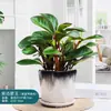 Planta de Jaspe con Borde Morado Perenne de Interior en Maceta Planta Bebé para Computadora Planta Pequeña Purificadora de Aire para Oficina Planta Verde Pequeña