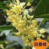 Mudas de Árvore de Osmanthus Nativo Quatro Estações de Osmanthus Flores Grandes em Agosto Pátio Nativo Jindan Tianxiang Taige Agarwood Em Vaso