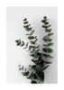 Pintura abstrata de linha fresca nórdica núcleo planta galhos galão multi-combinação pintura decorativa sala de estar quarto parede pendurada pintura