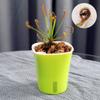 Atrapamoscas en maceta para uso en interiores en verano y otoño, Repelente de mosquitos, Atrapa moscas, Planta insectívora, Plántula grande, Planta verde, Insectívora