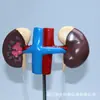 Fabricantes de modelo de anatomía estructural de órganos reproductores femeninos demostración del sistema urinario médico instrumento biológico venta al por mayor