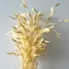 Pensamientos Pequeños Blanqueados, Flores Eternas, Flores Secas, Materiales de Flores para Manualidades, Flores Preservadas, Ramos, Flores Reales, Decoración del Hogar, Flores Hechas a Mano
