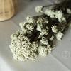 Cor da flor de arroz eterna - flor de arroz absorvente de cor - flor seca - flor de nuvem - buquê de flores secas naturais - fábrica de Yunnan - atacado