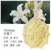Lirio del Valle, Gypsophila, Etiqueta Colgante de Aromaterapia de Yeso con Relieve de Rosa, Ambientador para Armario del Hogar, Tableta de Fragancia para Coche