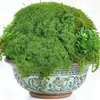 Bloque de decoración de micro-paisaje de musgo artificial césped lineal suave con plantas verdes paisajismo vegetación interior musgo artificial