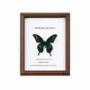 Porta-Retrato com Espécime de Borboleta Vendedor de Sucesso Transfronteiriço Oco 3D 6 polegadas 10 polegadas A4 Múltiplos Tamanhos Personalizado DIY Estrutura de Exibição de Madeira