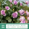 Rosa de Cabello Recto de Yunnan Enredadera para Muro Rosa Flor Extra Grande Plántulas Fragancia Fuerte Florece en Todas las Estaciones Plantas para Patio Casa Balcón