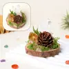 Adorno de musgo eterno para micro-paisaje de cristal con base de madera natural, decoración de cristal natural, piedra bruta de cristal, adorno de racimo de cristal