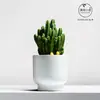 Cacto de Vaso Interno Wanzhongshan, Planta Resistente à Seca e Fácil de Cuidar, Flor Criativa para Escritório, Planta Verde à Prova de Radiação para Mesa