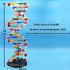 Modelo de Estrutura do DNA/Hélice Dupla Grande J3212 60cm de Altura Base Par Ensino Médio Gene Genético Biológico