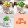Bonsái de Planta Verde Nórdica Flor Falsa Decoración de Interior Decoración de Escritorio Biónica Suculenta Pequeña Planta en Maceta