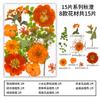 Nuevo Paquete de Materiales DIY Hecho a Mano en Relieve Maquillaje Estilismo Foto Personal Maquillaje Facial Flores Secas Especímenes de Plantas en Relieve
