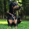 Popular Correa de Acero Inoxidable para Perro Transfronteriza Correa para Perro Pequeño, Mediano y Grande Correa para Perro de Alambre para Mascotas Cadena Engrosada Correa para Perro