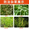 Herbicida para Plântulas de Ligustrum, Erica, Begônia e Outras Plantas Daninhas Semelhantes a Gramíneas