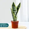 Planta de Vaso Orquídea Tigre de Phnom Penh Suculenta Fácil de Cuidar Planta Hidropônica Planta Verde Flor de Escritório Orquídea Tigre Atacado