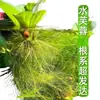 Calidad del Agua del Acuario Plantas Hidropónicas Bomba de Purificación de Oxígeno Decoraciones de Plantas Acuáticas para Acuario Plantas Artificiales para Aquascaping Oxigenación Plantas Reales Vintage