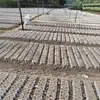 Bolsas de tela no tejida engrosada para plántulas, bolsas de plantación biodegradables, macetas nutritivas para plántulas de verduras y frutas, macetas desechables para jardinería casera