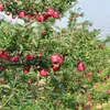 [Seleção Premium] Maçãs Huaniu de Tianshui, Gansu Dropshipping 1,0-4kg Frutas Pequenas, Médias e Grandes Frutas Frescas da Estação Fruta Cobra