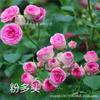 Mudas de Rosa de Flores Grandes, Mudas de Rosa de Flores Europeias, Mudas de Rosa Perfumadas, Mudas de Rosa Arbustiva, Plantas Verdes de Floração Quatro Estações