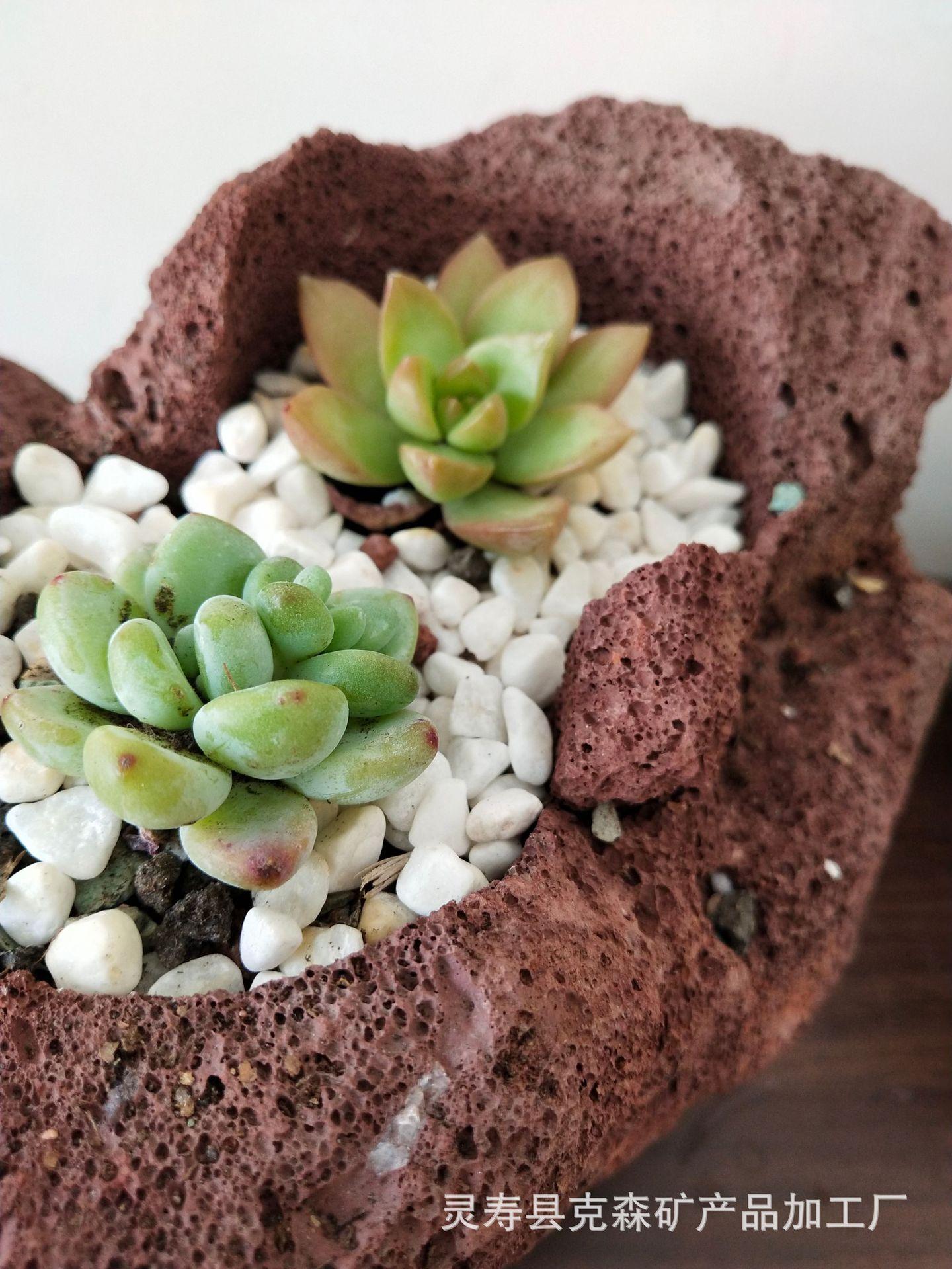 火山石多肉 (32)