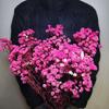 Gipsofila Eterna DIY Dia dos Namorados Festival Qixi Flores Secas Buquê de Celebridade da Internet Fabricante de Yunnan Entrega Direta Atacado Seco ao Ar