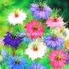Sementes de Centáurea Perene no Atacado de Várias Regiões, Sementes de Dianthus Multicolores, Flores Medicinais, Flores de Trigo Gigantes, Sementes para Jardinagem
