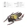 Simulación Transfronteriza Modelo de Araña Real Unicornio Insecto Juguetes para Niños Mariposa Abeja Adornos de Animales