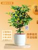 Envío directo de plántulas de osmanthus, plantas en maceta de osmanthus de cuatro estaciones, plantas de flores de aroma fuerte, oficinas de interior, florecen bien en todas las estaciones