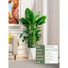 Árbol Feliz Sala de Estar en Maceta Planta Verde Grande y Vieja Oficina Árbol Seguro Planta Absorbente de Formaldehído Fácil de Mantener en Todas las Estaciones
