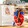 Simulador de respiración pulmonar DIY, circulación sanguínea, modelo de corazón humano casero, modelo biológico de unidad renal, material didáctico