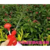 Regador borrifador bico aspersor cabeça de aspersão fruteira borrifador de frutas regador bico longo para flores chuveiro aspersor borrifador spray borrifador de pesticidas