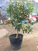 Dropshipping Naranjo Kumquat de Cuatro Estaciones Plantón en Maceta con Fruto Sala de Estar Atrae Riqueza y Tesoro Planta de Interior Flor Planta Verde Maceta Naranja Pequeña