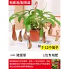 Planta Jarra Maceta Trampa para Moscas Planta Carnívora Repelente de Mosquitos Planta Jarra de Gran Tamaño Planta Verde Todo el Año Planta de Maceta Interesante