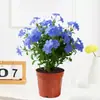 Planta en maceta de copo de nieve azul con flores, plántulas grandes, planta de interior con flores, trepadora, resistente al calor, fácil de mantener, planta verde para balcón, patio, jardín