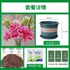Bulbos de lírio, lírios perfumados importados, adequados para todas as estações, flores fáceis de cultivar, plantas de interior em vaso, sementes de flores