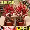 Mudas de Árvore de Flor de Ameixeira de Inverno Resistente ao Frio, Plantas em Vasos, Enxertos Originais de Variedades Preciosas e Fáceis de Cultivar, Adequado para Jardins Internos e Externos, Amoreiras Vermelhas Perfumadas com Troncos Antigos