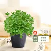 Planta Repelente de Mosquitos Maceta Interior y Exterior Plántulas de Menta Romero Aroma Táctil Vainilla Comestible Matamosquitos Plantas Verdes
