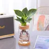 Plantas de cultivo en agua para dormitorio y sala de estar, fáciles de cuidar en todas las estaciones, helecho esparrago y rábano verde en macetas de vidrio rojo para cultivo en agua