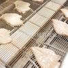 Máquina para pulpa de Oreochromis Hornet, dimensionamiento automático de filetes de pescado, línea de producción de filetes de pollo fritos congelados rápidamente, máquina de envoltura continua de polvo.
