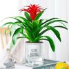Plantas de Antúrio em Vasos São Tranquilas, Plantas Florais de Cesta de Rabanete Verde, Florais de Interior, Plantas Verdes de Palmeira Branca Hidropônica, Árvores da Fortuna São Sugadas com Shihai
