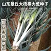 Semillas de Cebolla Verde Ruiyi Zhuangyuan Wei Cong Wang Resistentes al Hierro Base Larga Blanca Resistentes al Frío del Campo Semillas de Cebolla Verde