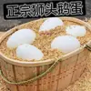 Huevos de Ganso Frescos Más Vendidos, Huevos de Ganso de Granja Criados en Libertad, Huevos de Ganso Criados en Aguas de Río Salvaje, Huevos Grandes y Buenos