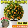 Plántulas de Árbol de Kumquat, Plantas en Maceta, Comestible con Piel Crujiente, Naranjas de Cuatro Estaciones, Flores de Interior y Plantas Verdes para la Sala de Estar, Enviado con Fruta