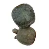 Tortugas Brasileñas Vivas, Tortugas Pequeñas para Mascotas, Tortugas Bebé con Caja de Cría, Comida para Tortugas, Tortugas Ornamentales, Suministro para Cría al por Mayor