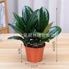 Plantas de Interior em Vaso com Folhas Verdes: Pothos, Menta, Planta Cobra, Árvore do Dinheiro, Jasmim e Outras Combinações de Plantas Verdes