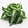 Filme de folha de planta verde simulada com Yang, arranjo de flores de 7 galhos, material para loja, decoração de engenharia, ferramenta para fotografia ao ar livre