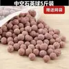 Material Filtrante para Aquário Casa de Bactérias Anel de Cerâmica Pedra Vulcânica Osso de Coral Material Filtrante para Aquário Filtro de Purificação de Água para Tanque de Peixes Algodão Filtrante